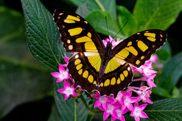 Costa Rica Butterflies