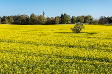 Obraz premium blooming yellow canola field with a single tree