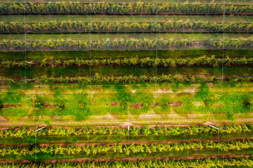 Apple orchard in Western Astralia