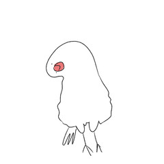 首を傾げる　文鳥　白文鳥　鳥