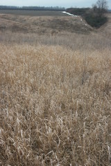 Fototapeta premium brown grass in winter