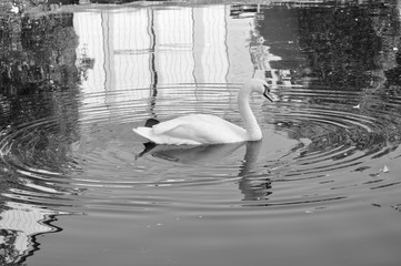 Swan with water ripples b/w