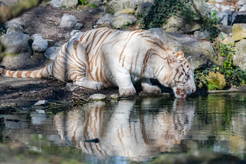 Bengal tiger drinking in the pond, beautiful wild animal - Powered by Adobe
