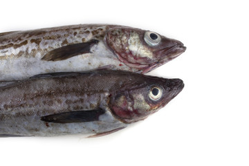 Alaska pollock