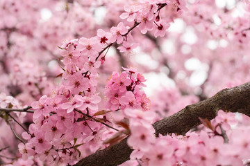 Pink flowers bloom brightly on the branches of a beautiful tree in spring. Beautiful spring pink background