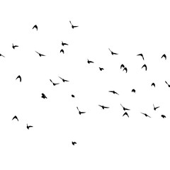 A flock of flying birds. Vector illustration