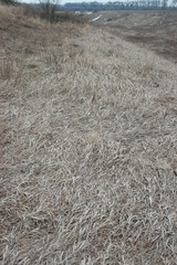  brown grass in nature