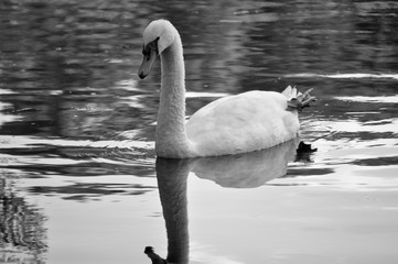 Alone swan in lake b/w
