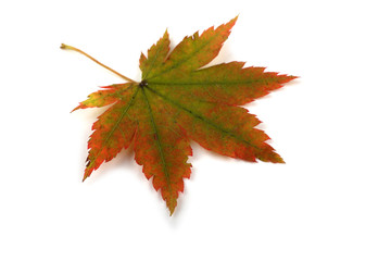 Autumn maple leaf