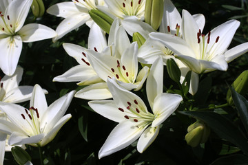 Growing white lilies