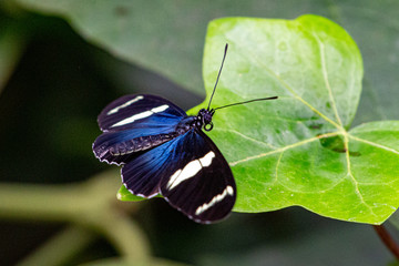 Costa Rica Butterflies