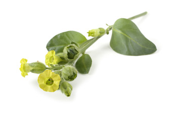 Tobacco leaves and flowers. Nicotiana rustica variety