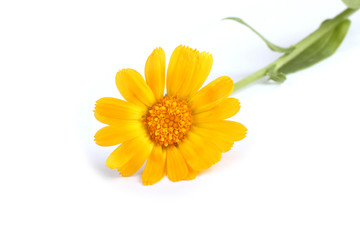 Calendula isolated on white