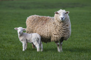 Sheep in a farm field, waiting for the grass to grow
