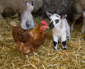 Fototapeta premium Young lamb in a barn meeting a chicken for the first time