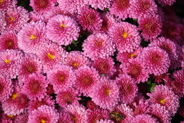 Pink chrysanthemums background