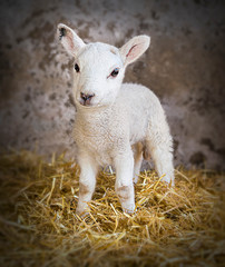 Young lamb in a barn