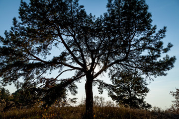 Fototapeta premium A big oak at a sunset light
