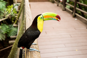 Wonderful Wildlife Landscapes at Ukumari Biopark in Pereira, Colombia.