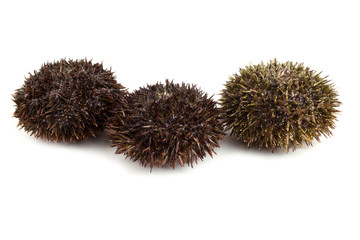 Gray sea urchins