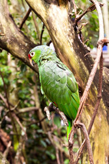 Wonderful Wildlife Landscapes at Ukumari Biopark in Pereira, Colombia.