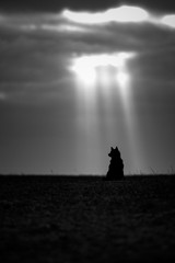 silhouette of dog in the sunlight