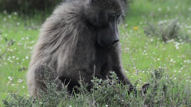 A male Chacma baboon sitting down while digging for roots and bulbs
