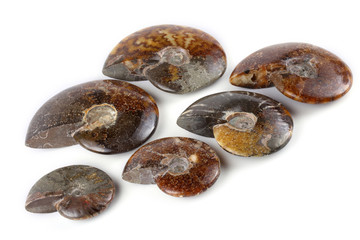 Ammonites isolated on white
