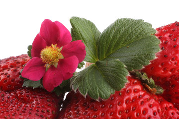 Strawberry and pink strawberry flower