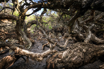 Fototapeta na wymiar Paperbark trees at Goblin Swamp in Greater National Park, Western Australia