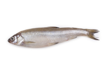 Smelt fish isolated on white. Pacific smelt variety