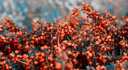 Beautiful purple heather cover in a field full of spring sunlight. Soft focused natural seasonal...