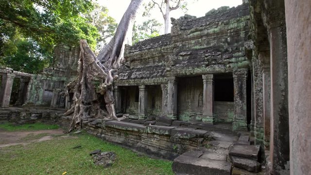 4K, Preah Khan temple with strangler fig. Famous spung tree growing in temple ruins of Cambodia. Tetrameles nudiflora. Angkor Thom with ancient architecture of Cambodia. Tourist attraction of Asia-Dan