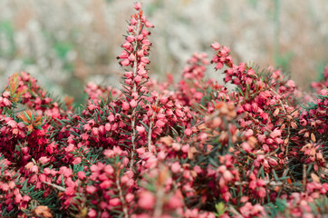 Beautiful purple heather cover in a field full of spring sunlight. Soft focused natural seasonal...