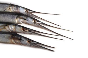 Garfishes isolated on white