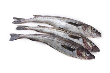 Alaska pollock