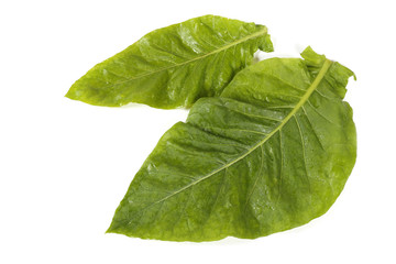 Two green tobacco leaves