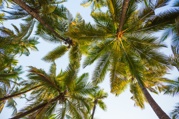 Fototapeta na wymiar Green palm trees against the blue sky