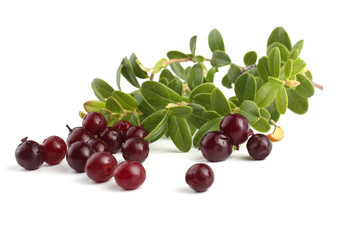 Cowberry isolated on white