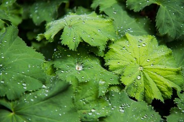 Gardens and Parks flowers and plants