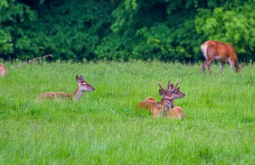 Park Deer enjoying life in the grass