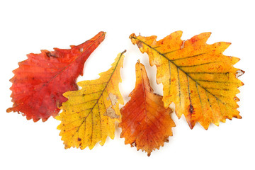 Autumn oak leaves