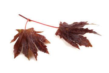 Obraz premium Autumn maple leaf