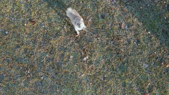 Dog barking and jumping on the flying drone, winter. Aerial footage, low altitude. 4K UHD.