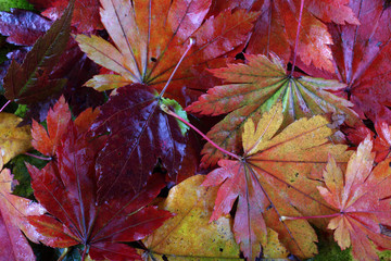 Autumn maple leaves background
