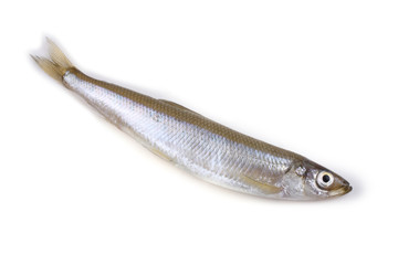 Smelt fish isolated on white