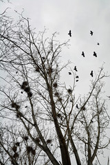 vogelnester