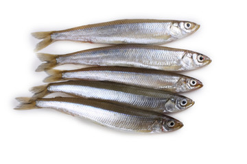 Smelt fishes isolated on white