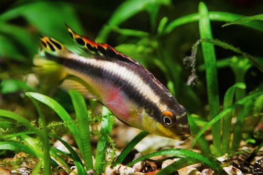 young active female of popular freshwater ornamental common krib species, endemic of African river Congo, kribensis cichlid in nature aquarium