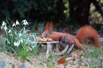 Eichhörnchen im Frühling